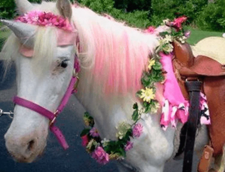 pony rides party rental broward